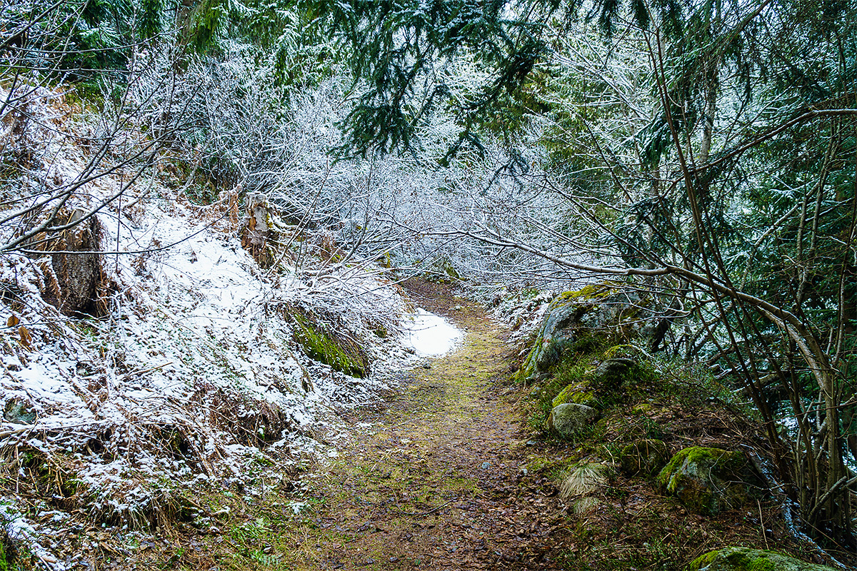 Nature, Landscape, Forest, Mountain, Travel, Switzerland