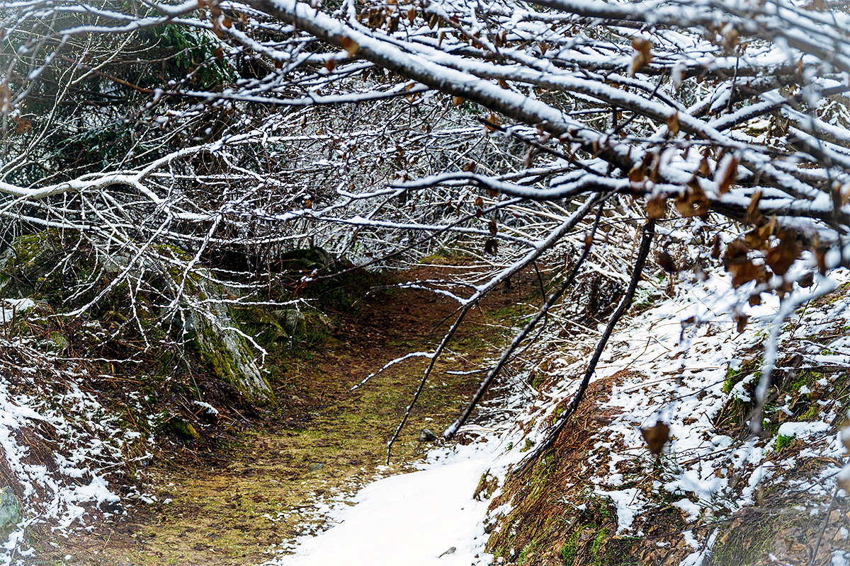 Nature, Landscape, Forest, Mountain, Travel, Switzerland