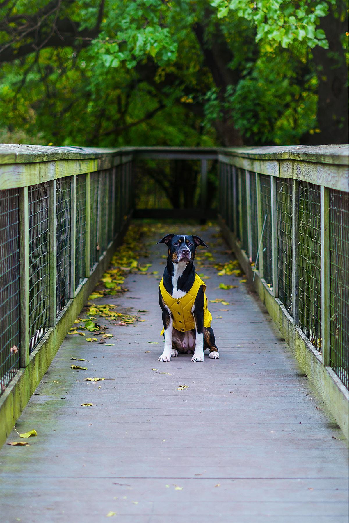 Family, Portraits, Pet, Fall, Leaves, Park